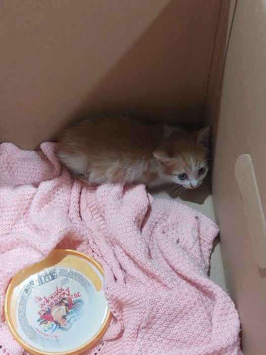 Отдам котят в добрые руки