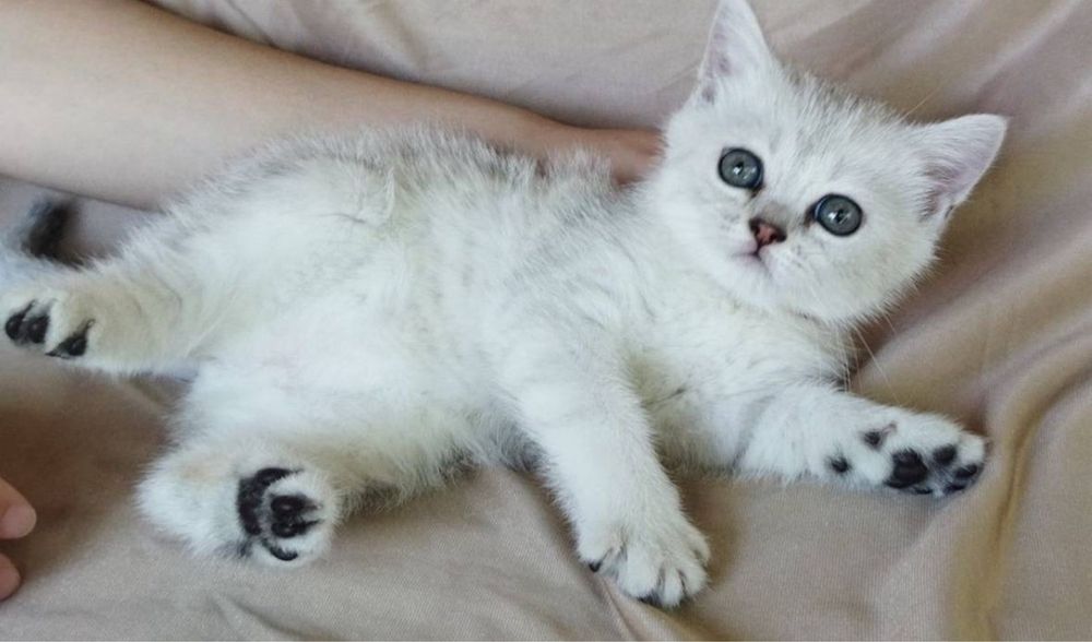 Hind uy qurilishi jinsiy aloqa video