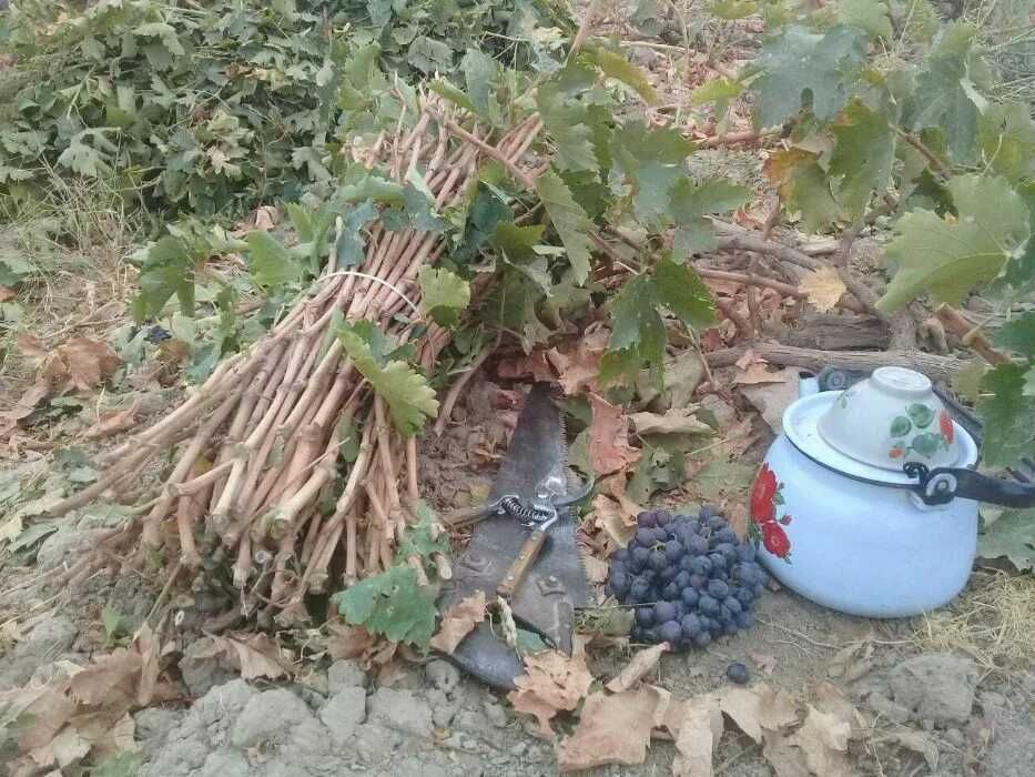 Uzum ko'chatlari ko'p yillik