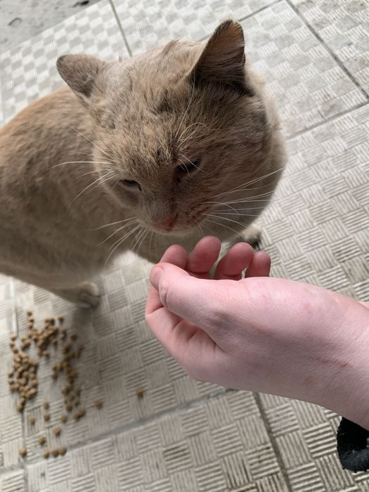 Кот редкого окраса