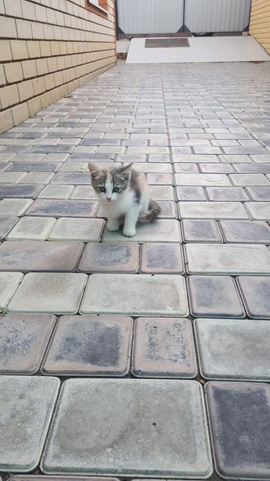 Отдам котёнка бесплатно
