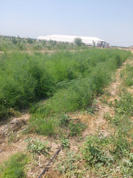 Продаю рассаду спаржи