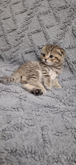 Шотландские котята мальчики и девочки
