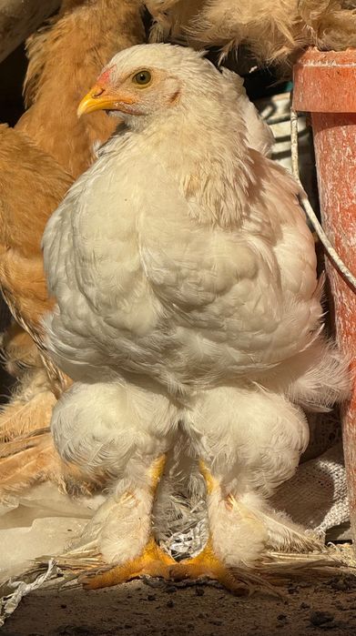 Găini Brahma de două luni. Crescute natural.