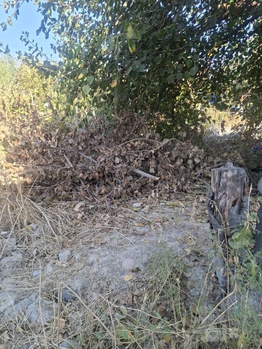 Бесплатно tut va boshqa  turdagi ùtin va shohlar