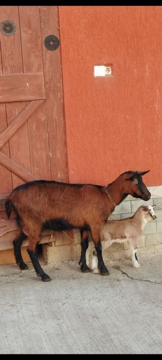 Capra alpina franceză la prima fatare