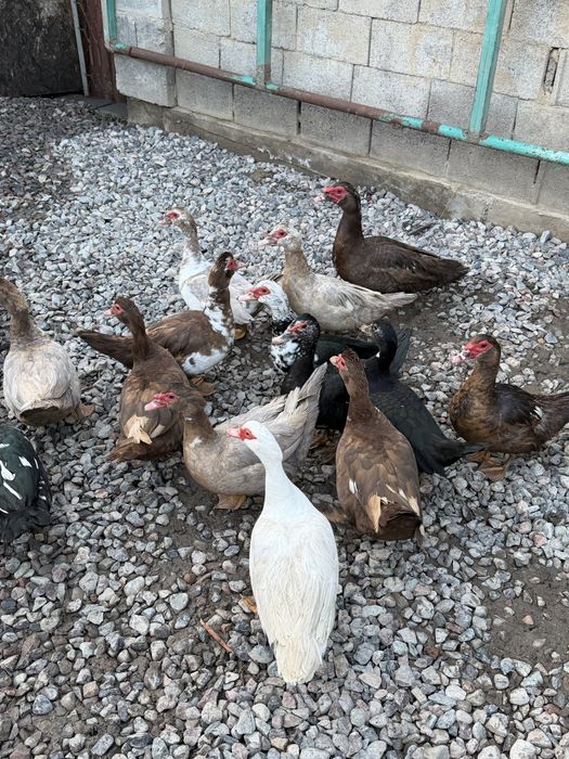 Красивые ухоженные индоутки утки