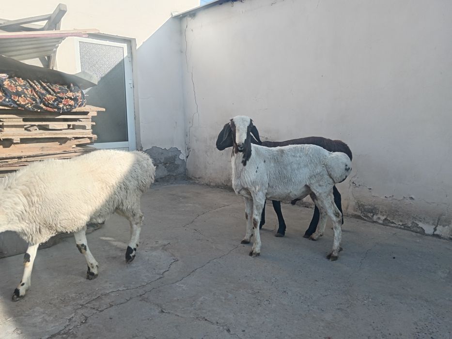 Qochqor qoy koy Aqiqa toy va qurbonlikka