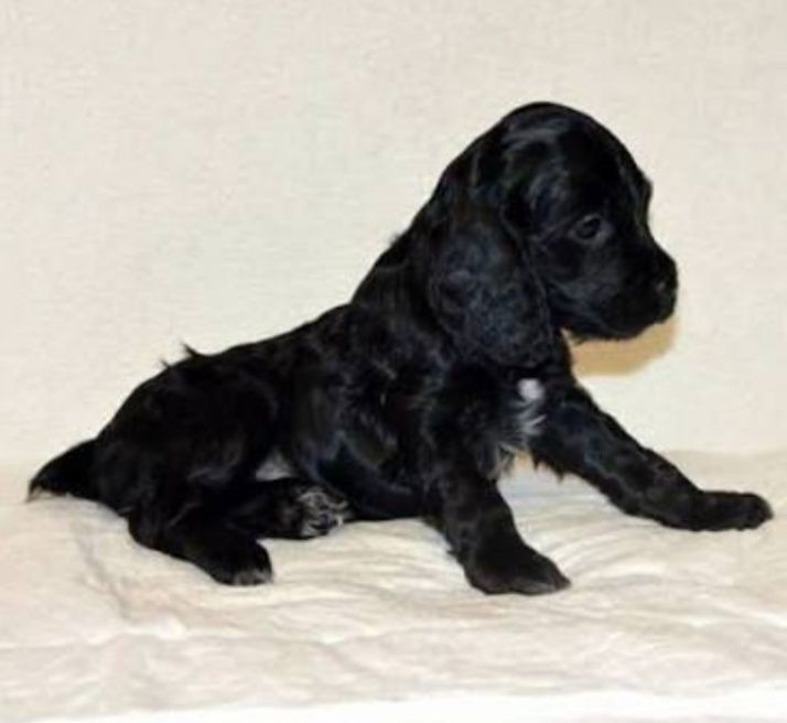 Щенки спаниеля очень красивые