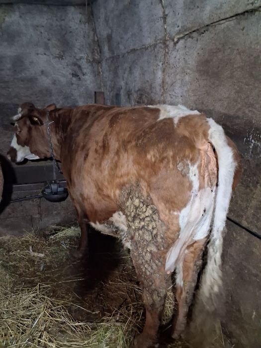 Vand vaci baltata romanesc