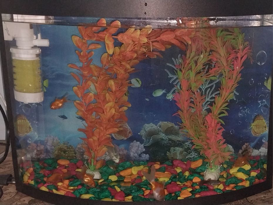 Akvarium baliqlari toshlari va suniy osimliklari bilan