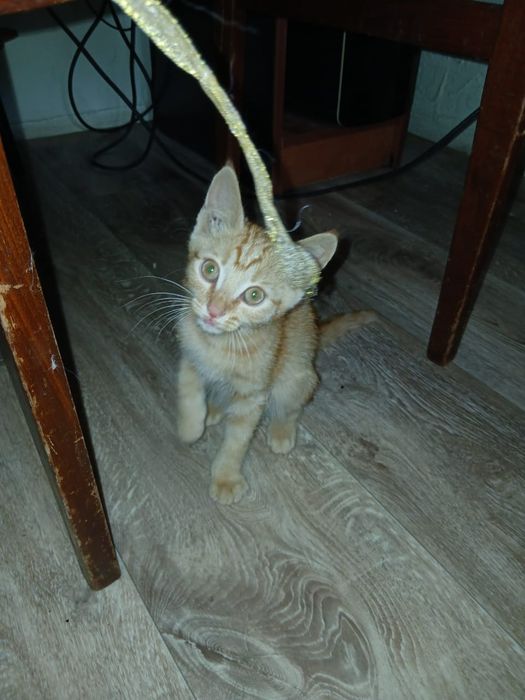 котенок Симба 2 мес.