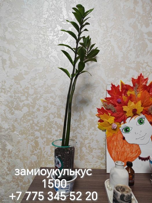 Комнатные цветы разные
