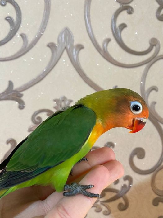 Ruchnoy popugay nerazluchka sotiladi