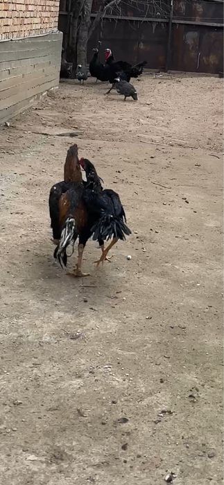 Дакан июльский ганой микс