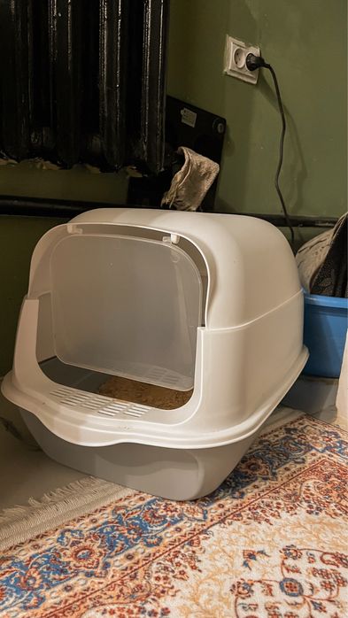 Шотландтық мысық