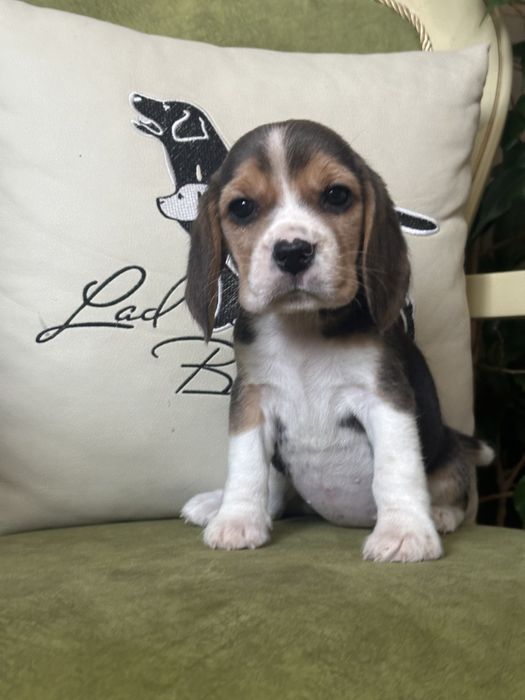 Щенки бигля, питомник