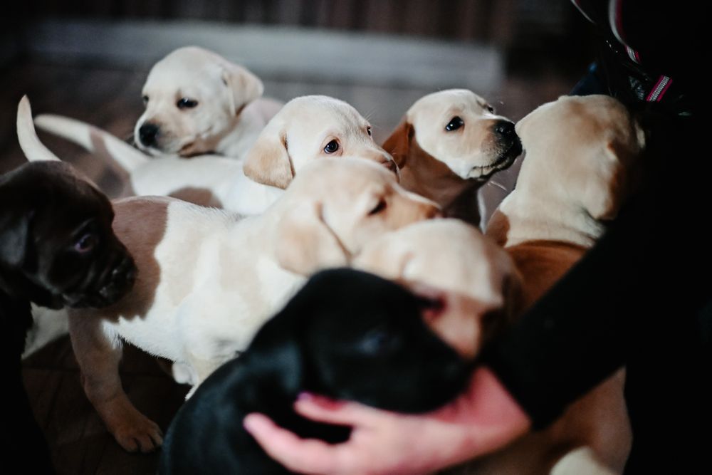 Labrador retriever !