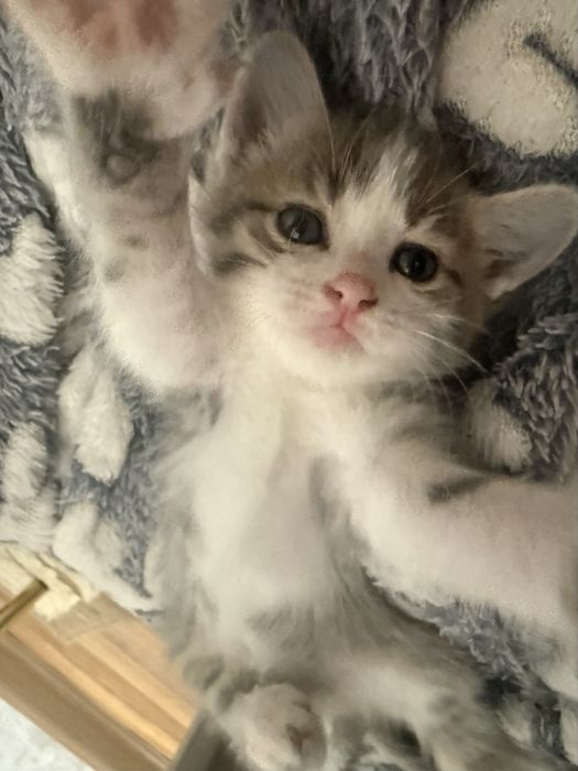 котята девочки