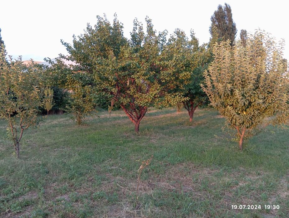 Бустонлик туманида 20 сотих уй сотилади.Булип сотиш варианти хам бор!