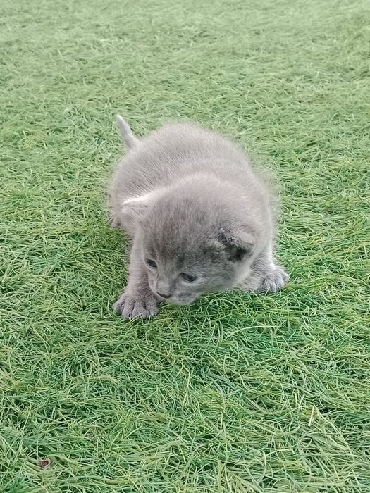 Отдам Котят  от 15 августа