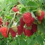 Mur, aronia, agris, zmeur, afin, lonicera si stoloni de capsuni!