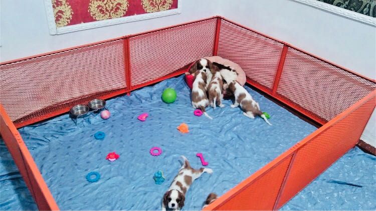 Вольеры для животных