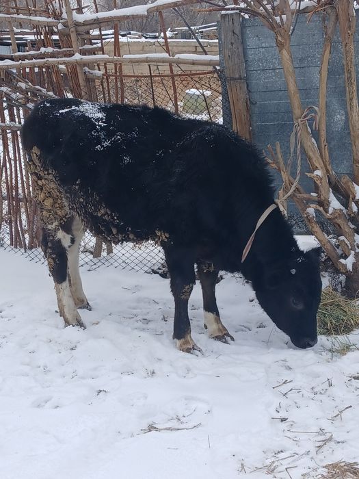 Срочно продам тёлку