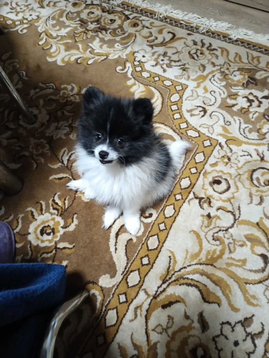 Продавам померан - шпиц