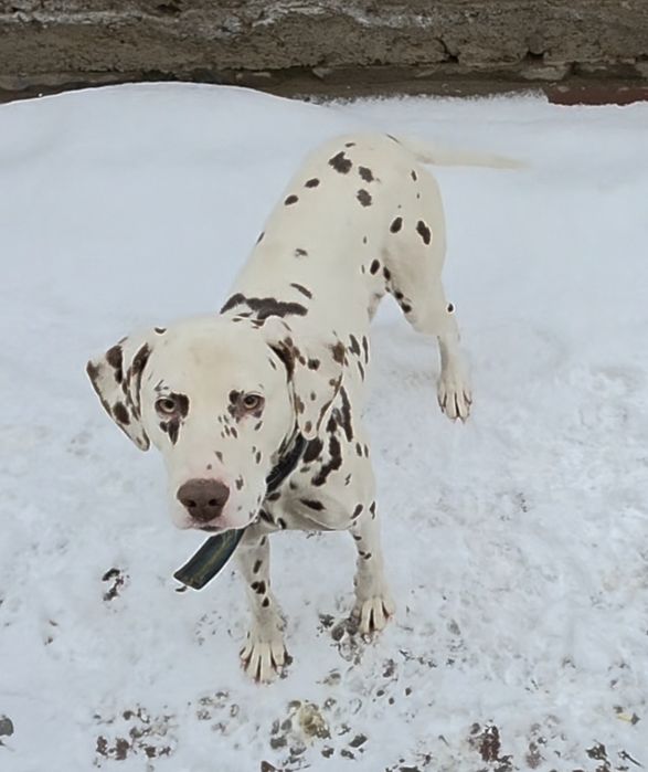 Продаются далматинцы последны фото родитель Мерси