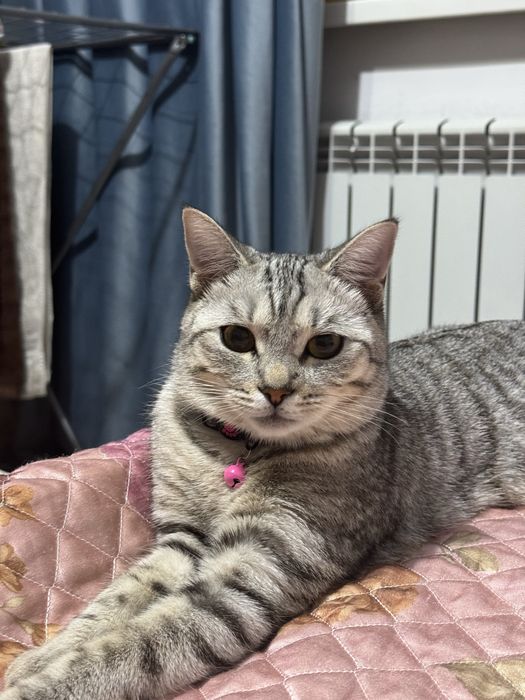 Отдаю кошку в добрые руки