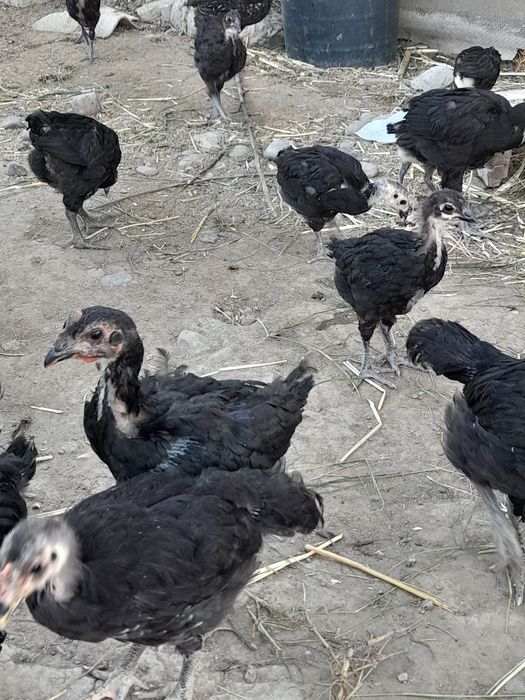 Qorashagzoda jojalar sotiladi