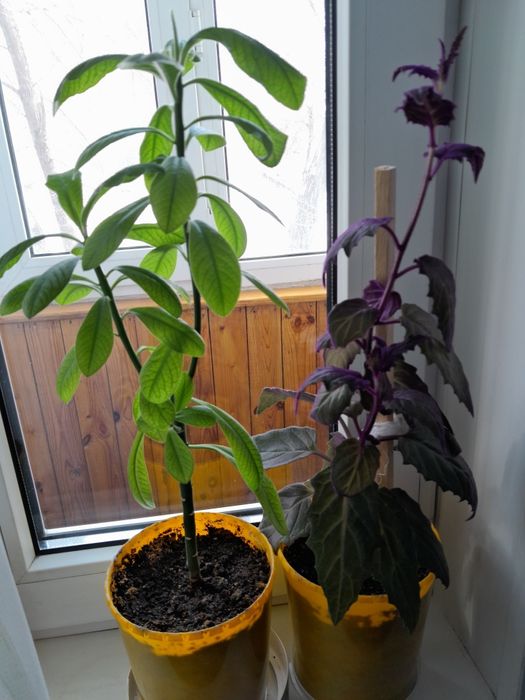 Продам комнатные цветы