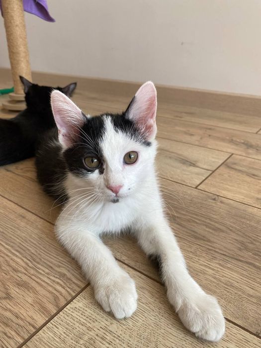 Котята в добрые руки бесплатно