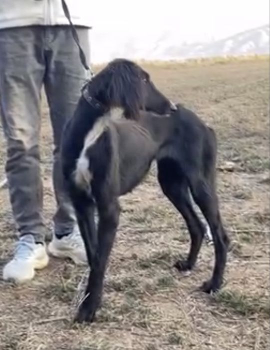 Тазы урғашы .ауызданған қойан ,тулкі .