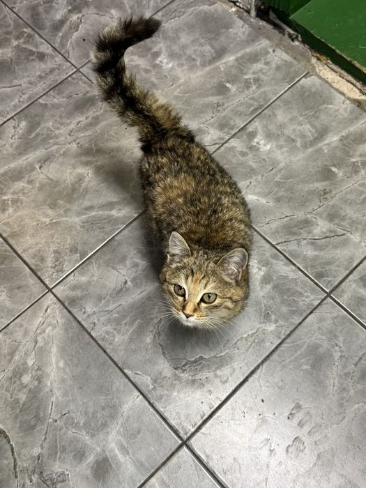 Отдам котенка в добрые руки