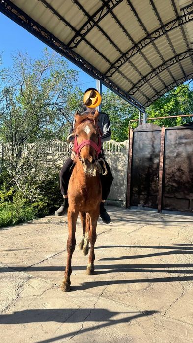 Продам лошадь  тай кунан