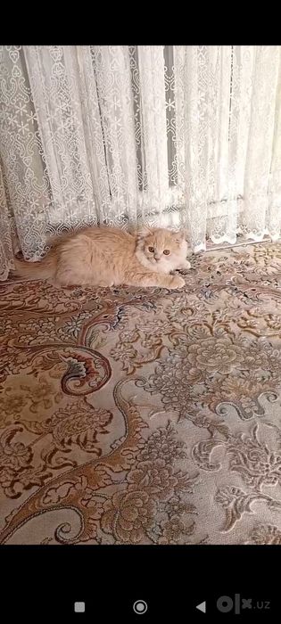 Срочно продам катенка