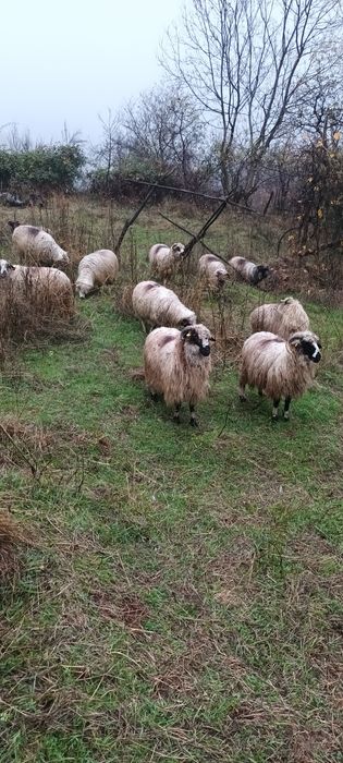 Oi turcane de vânzare