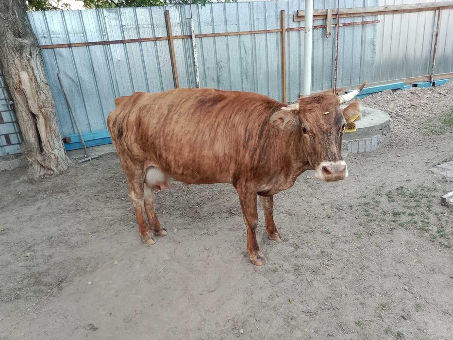 Продам животное крс