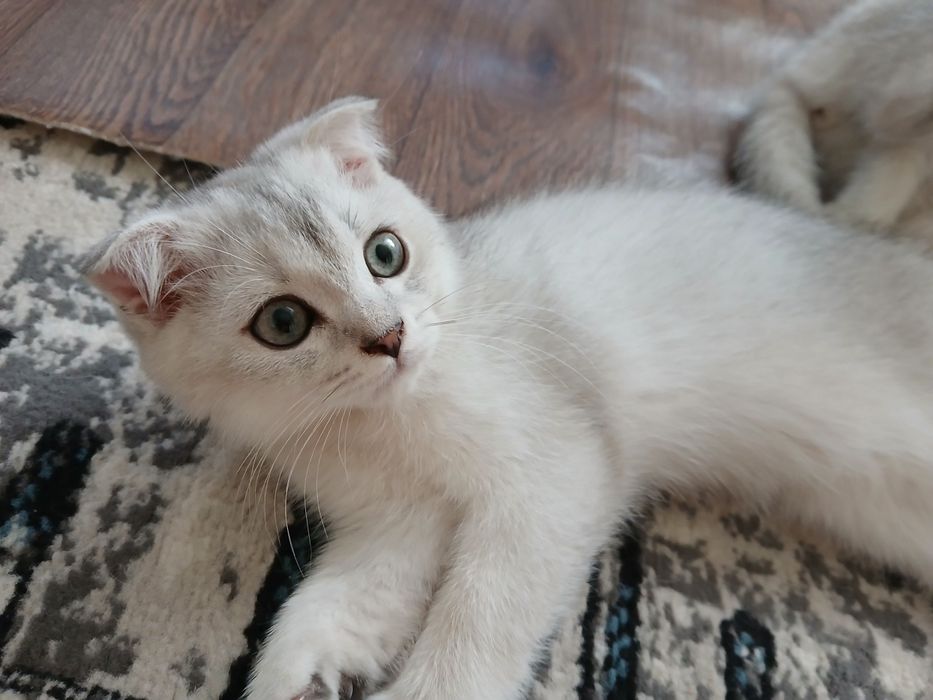 тозза пародали 3 ойлик