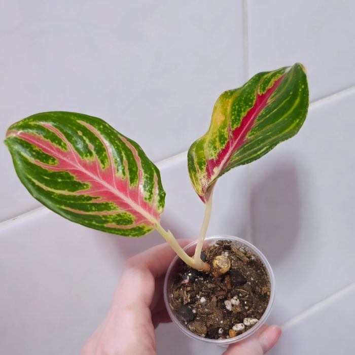 Аглаонемы адаптированные