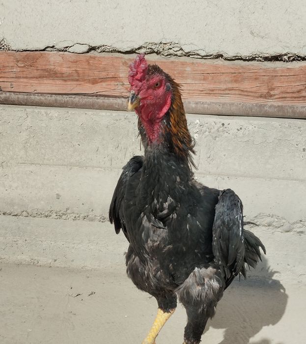 Borovoyda ochiq havoda jinsiy aloqa