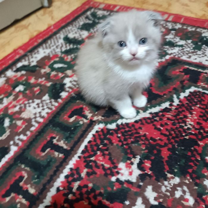 Продаются котята