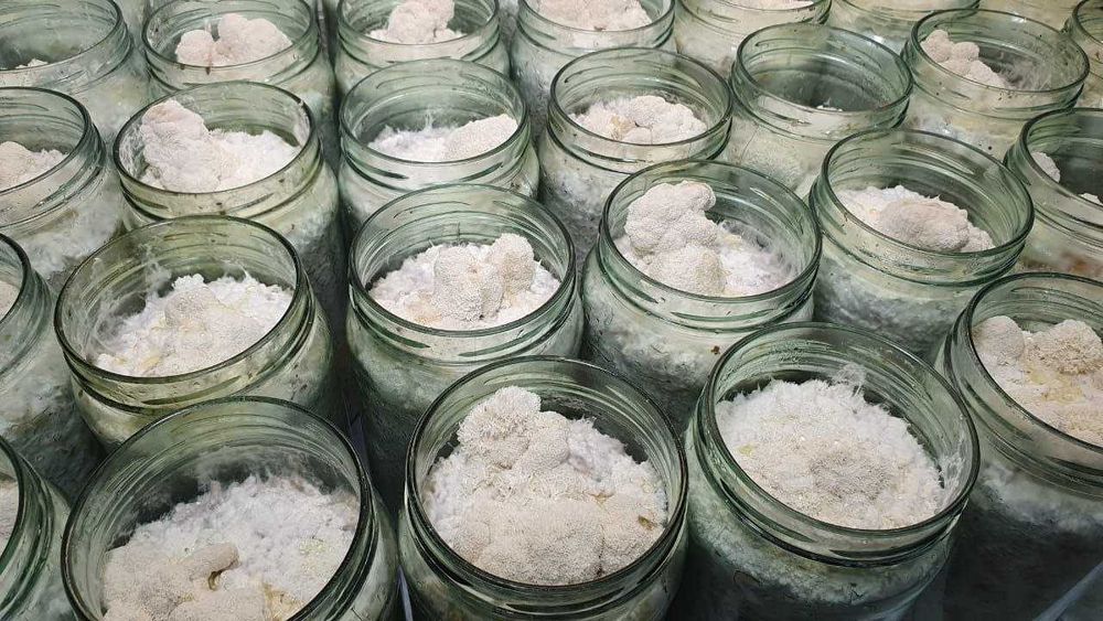 Ежовик фермы Башкирии | Плоды, мицелий, капсулы