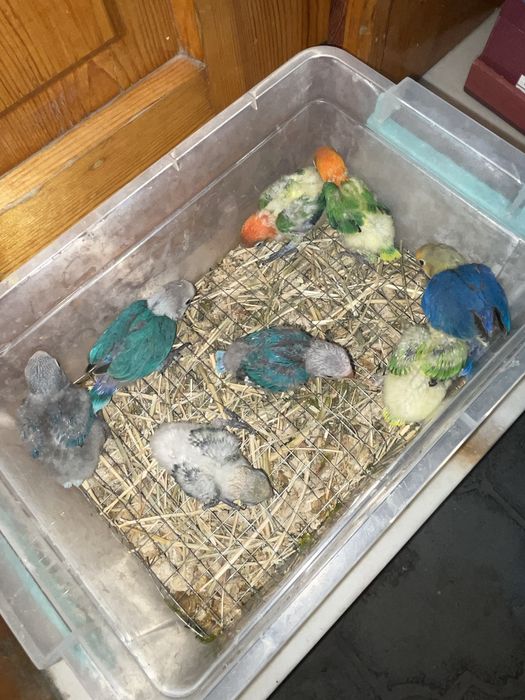 Продаются ручные попугайчики,выкормыши