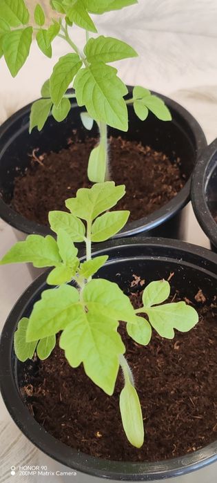 Томаты горшочные