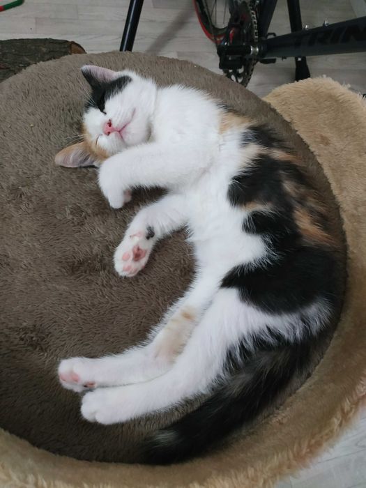 отдам котёнка в любящие руки