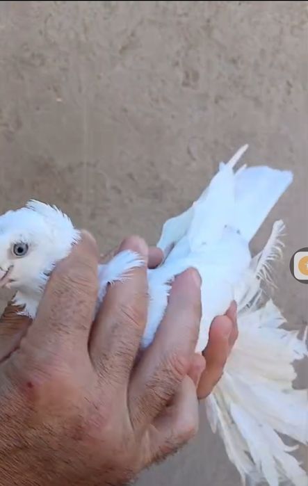 Продам голубей...