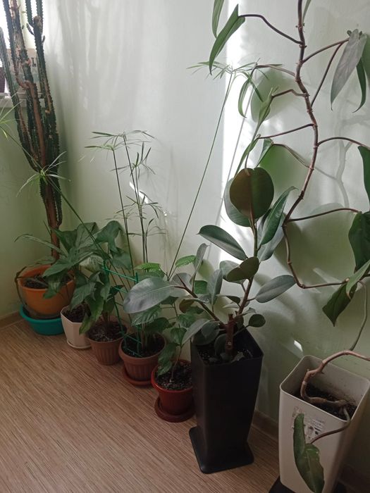 Цветы разные все